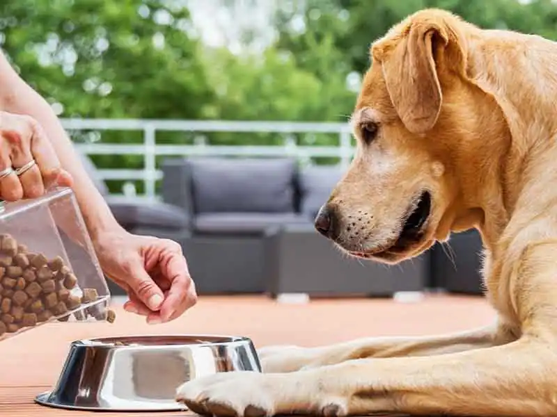 Is dry food better for dog’s teeth?